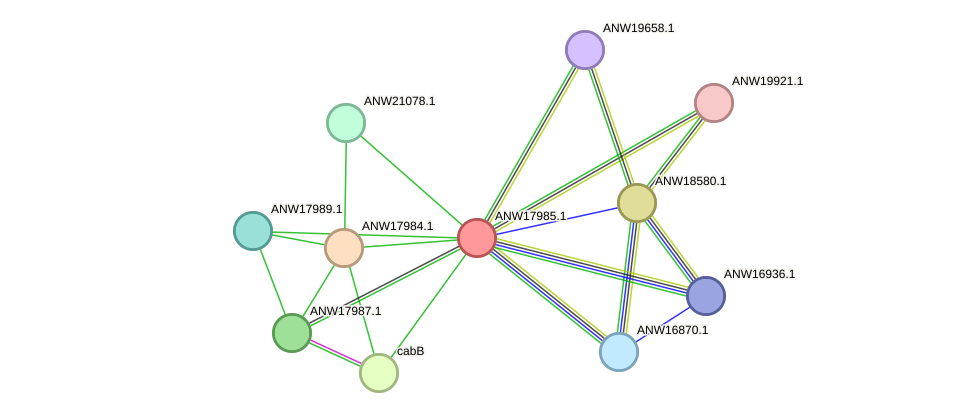 STRING protein interaction network