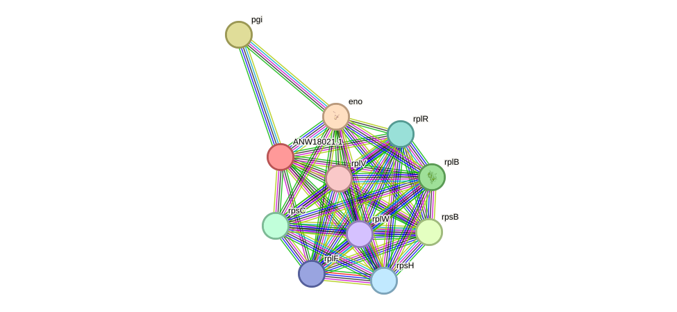 STRING protein interaction network