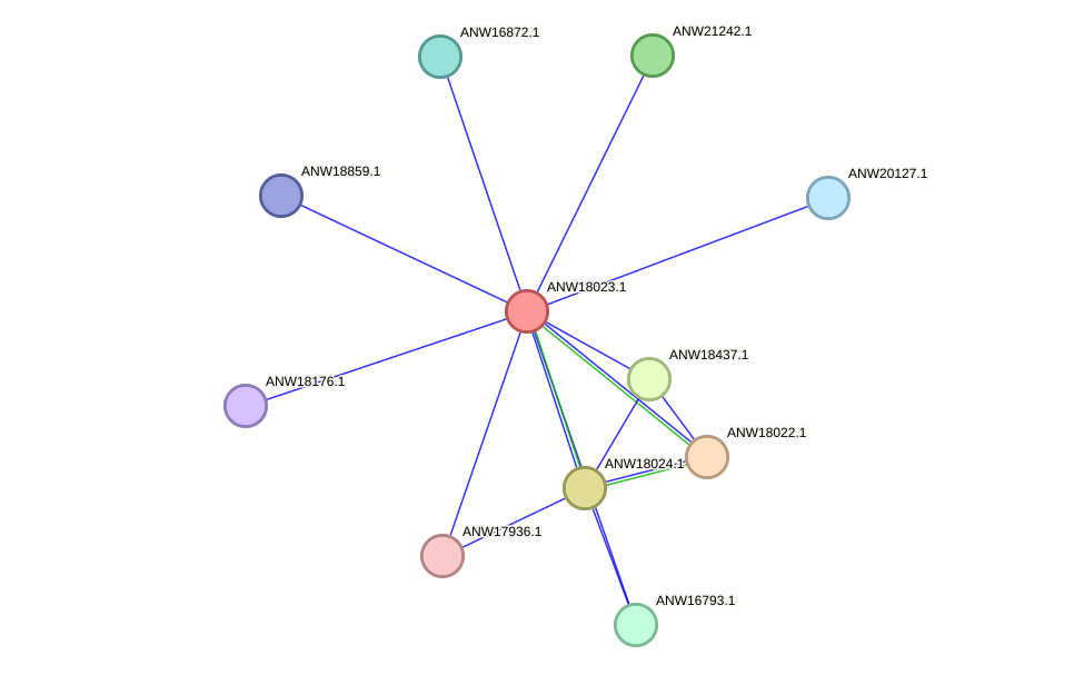 STRING protein interaction network