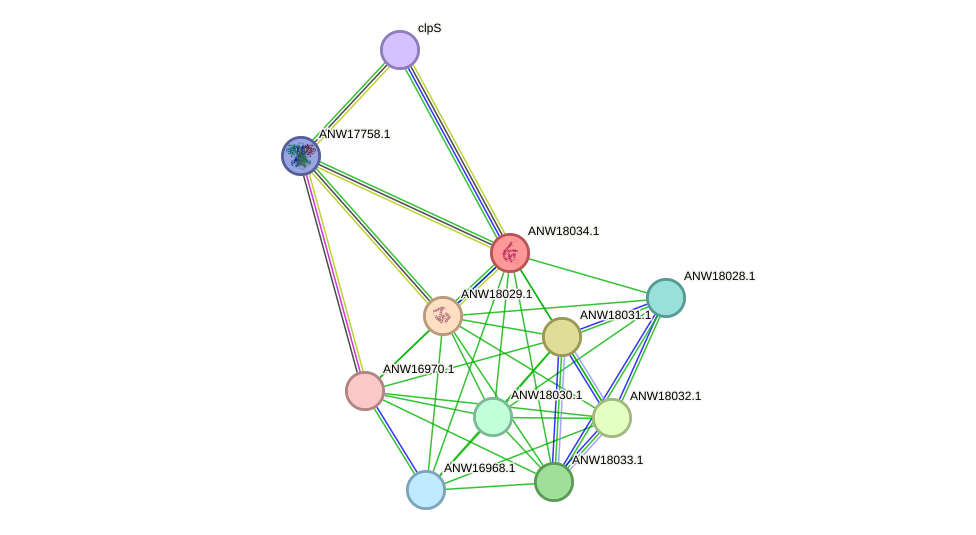 STRING protein interaction network