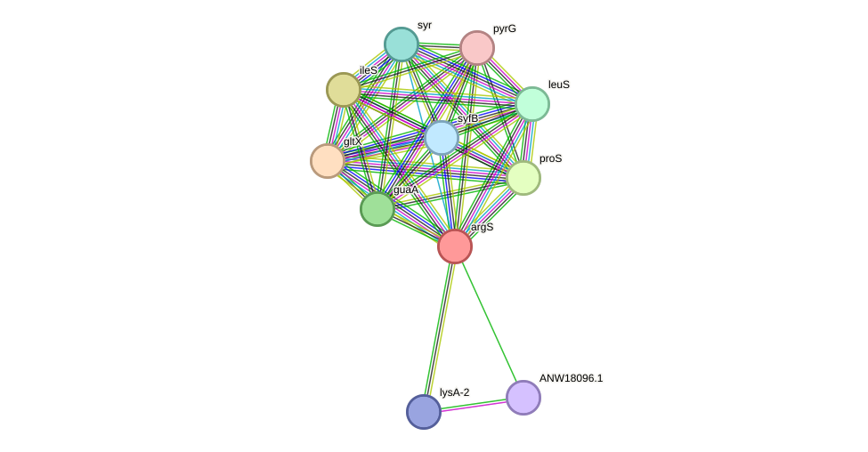 STRING protein interaction network