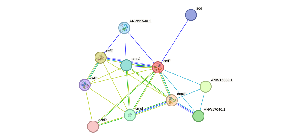 STRING protein interaction network