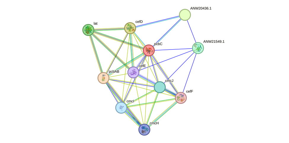 STRING protein interaction network