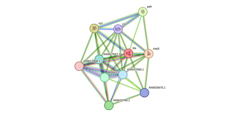 STRING protein interaction network
