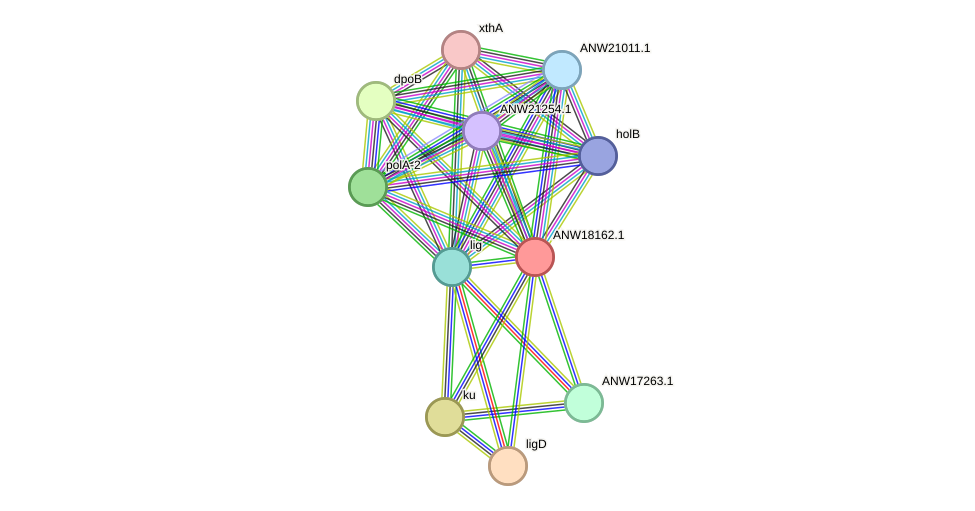 STRING protein interaction network