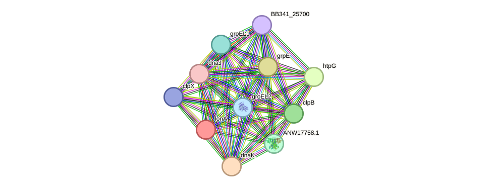 STRING protein interaction network