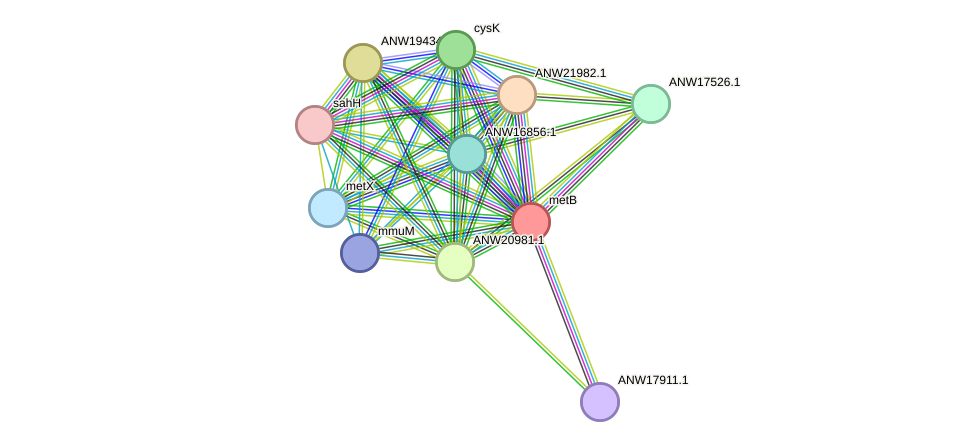 STRING protein interaction network