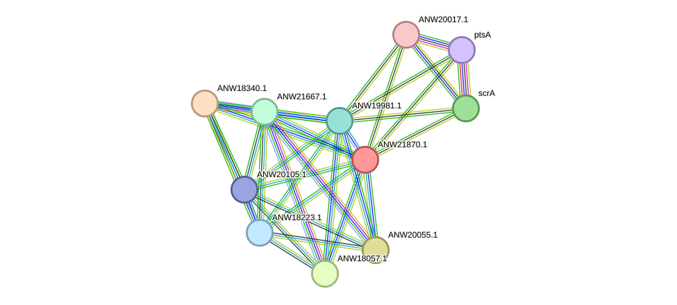 STRING protein interaction network