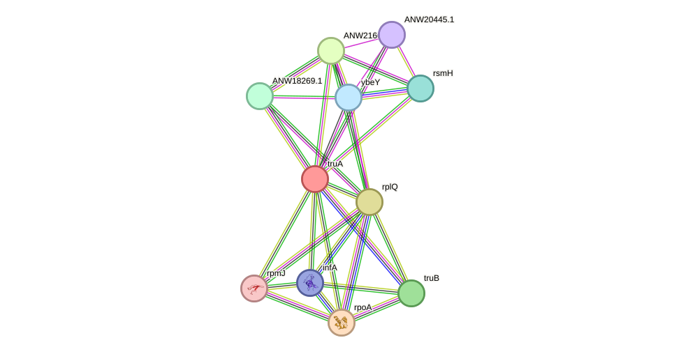 STRING protein interaction network