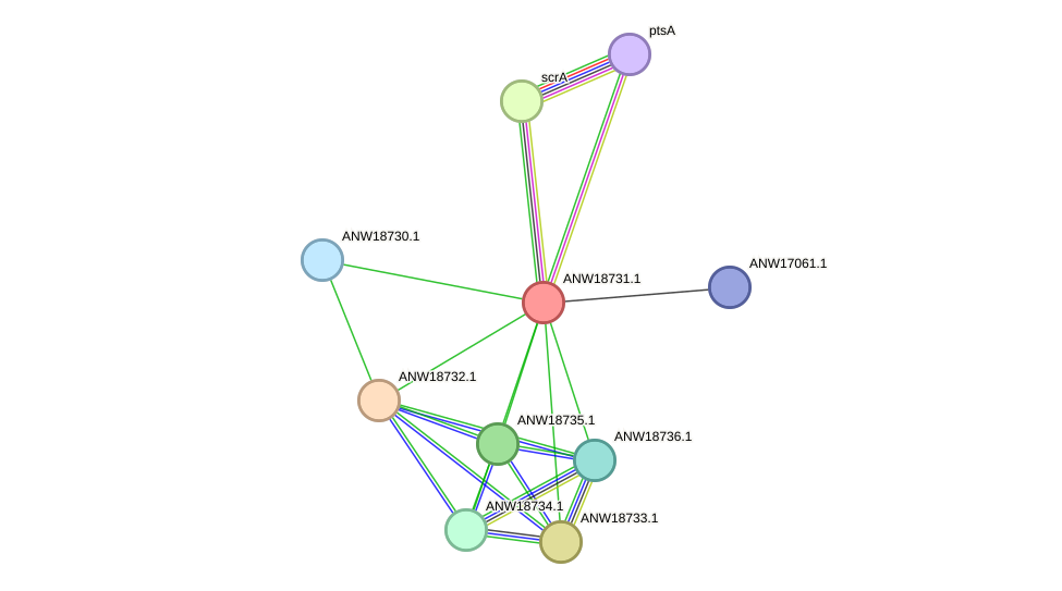 STRING protein interaction network