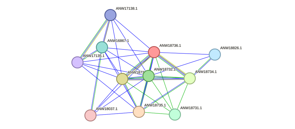 STRING protein interaction network