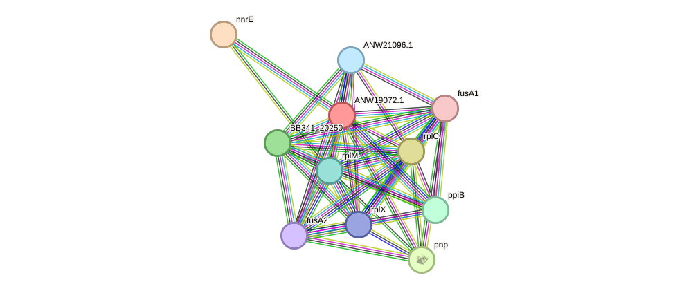 STRING protein interaction network