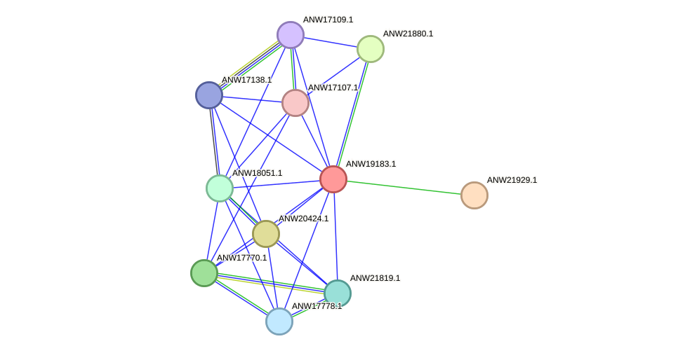 STRING protein interaction network