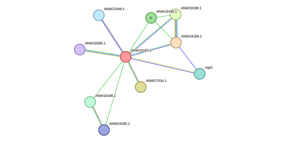 STRING protein interaction network