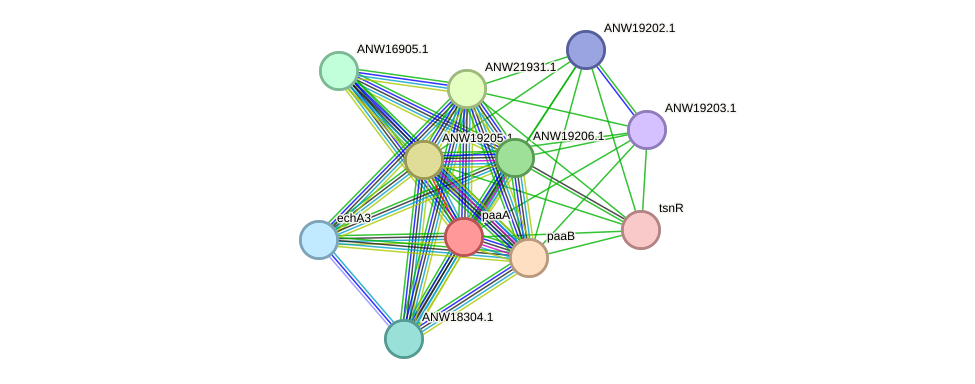 STRING protein interaction network