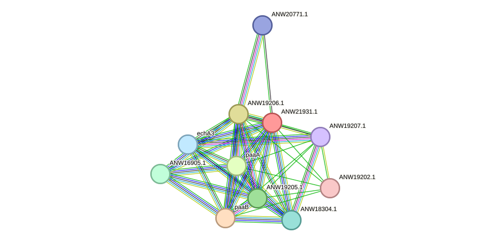 STRING protein interaction network