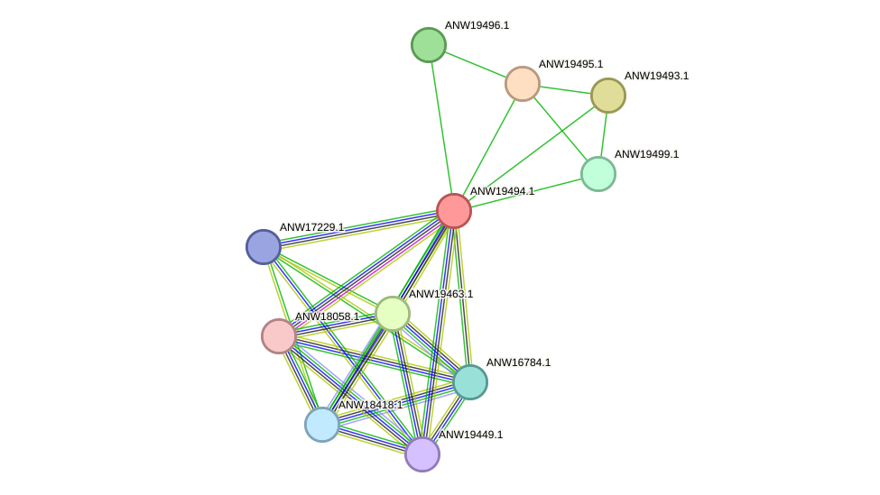 STRING protein interaction network