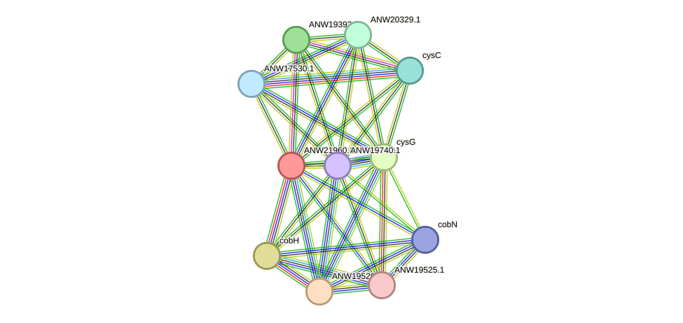 STRING protein interaction network