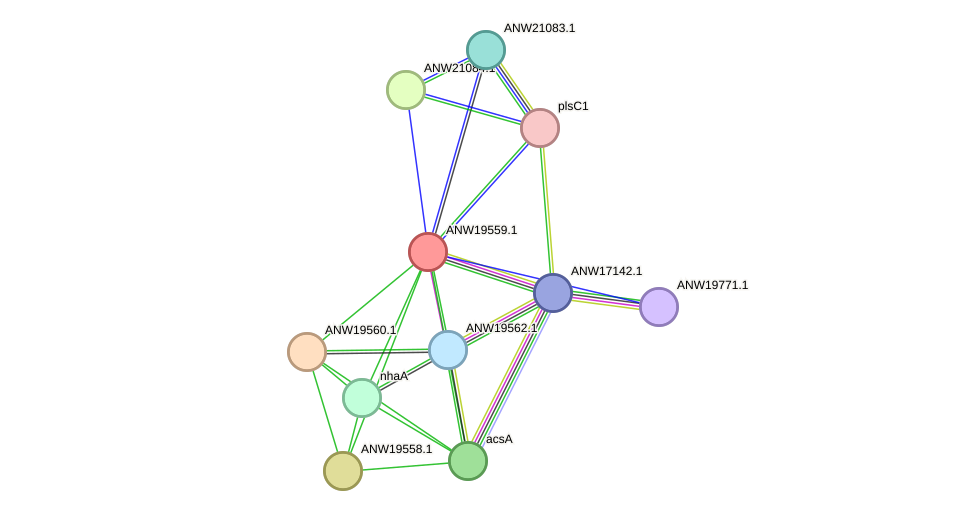 STRING protein interaction network