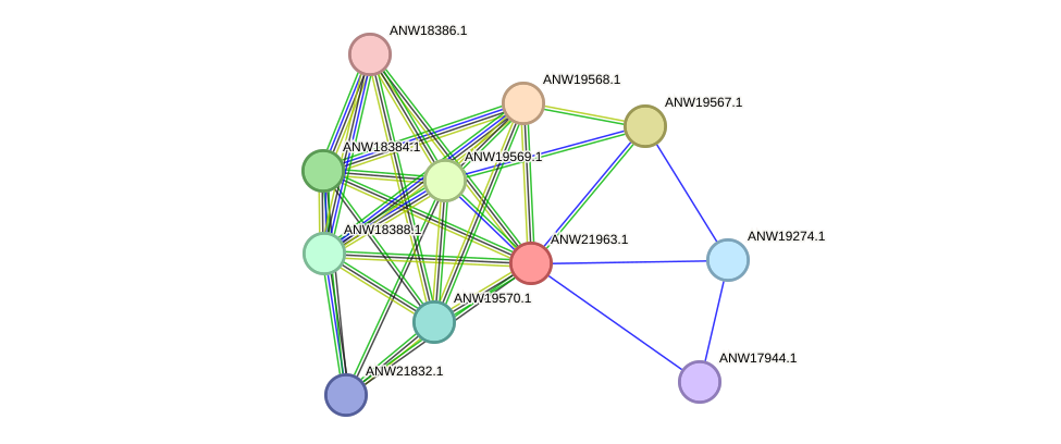 STRING protein interaction network