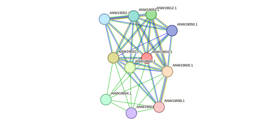 STRING protein interaction network