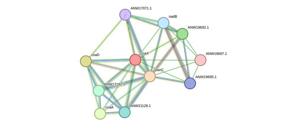 STRING protein interaction network