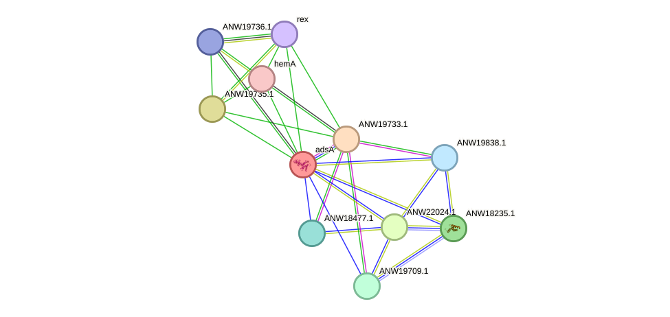STRING protein interaction network