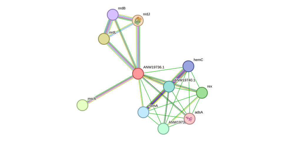 STRING protein interaction network