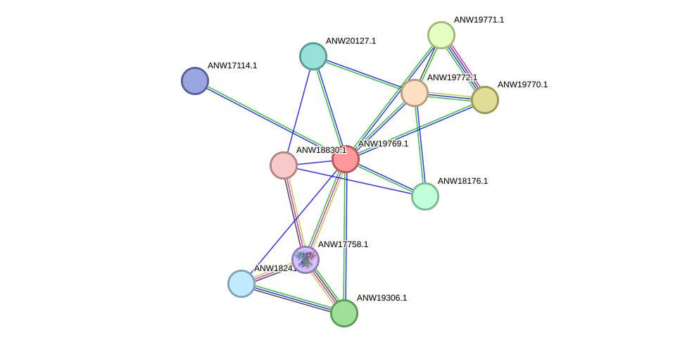 STRING protein interaction network