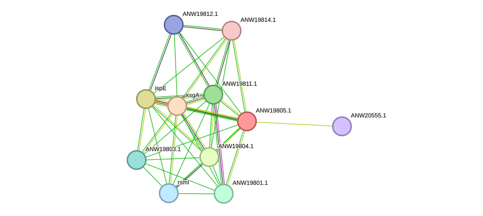 STRING protein interaction network