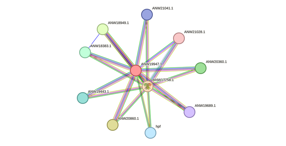 STRING protein interaction network