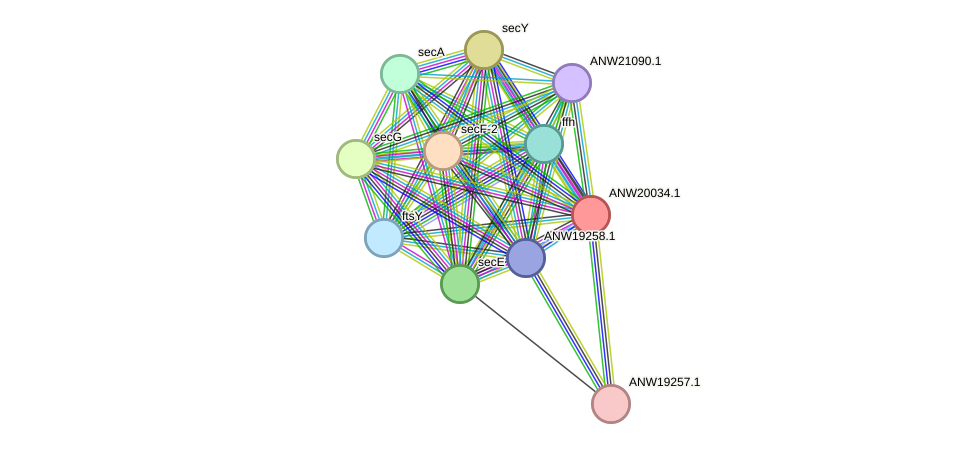 STRING protein interaction network