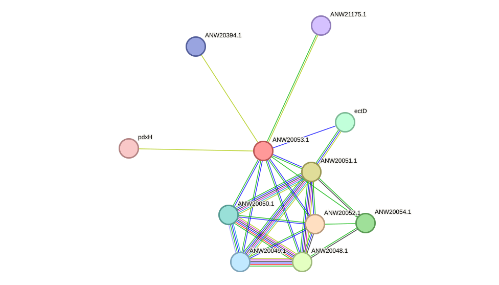 STRING protein interaction network
