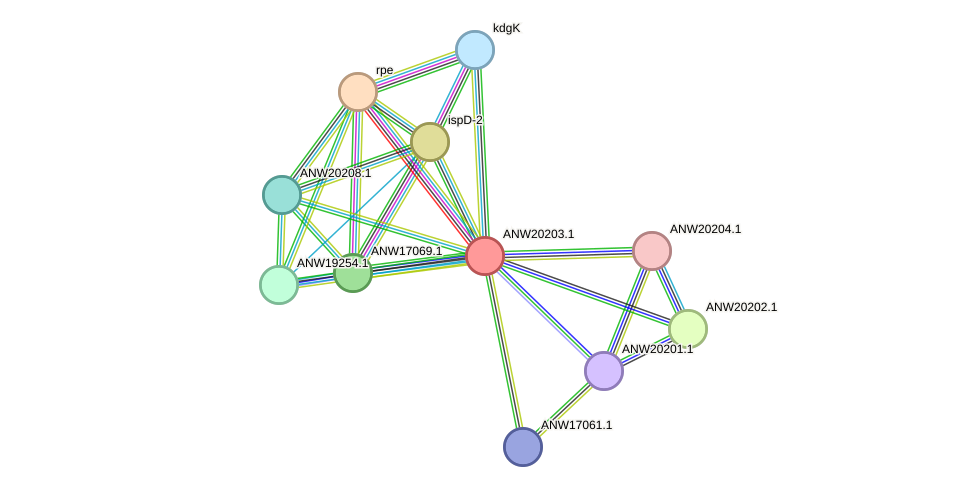 STRING protein interaction network