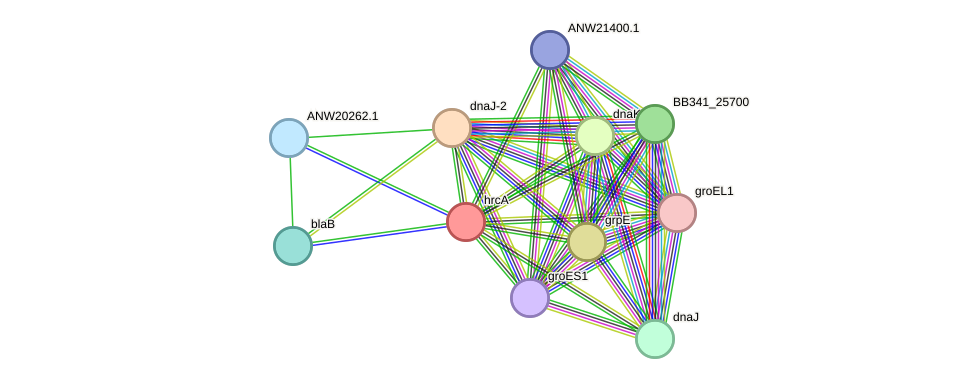 STRING protein interaction network