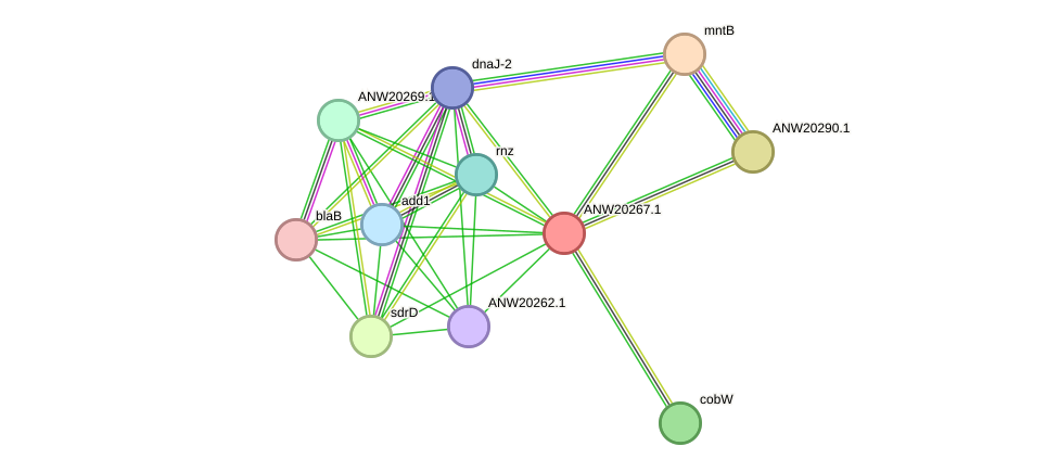 STRING protein interaction network