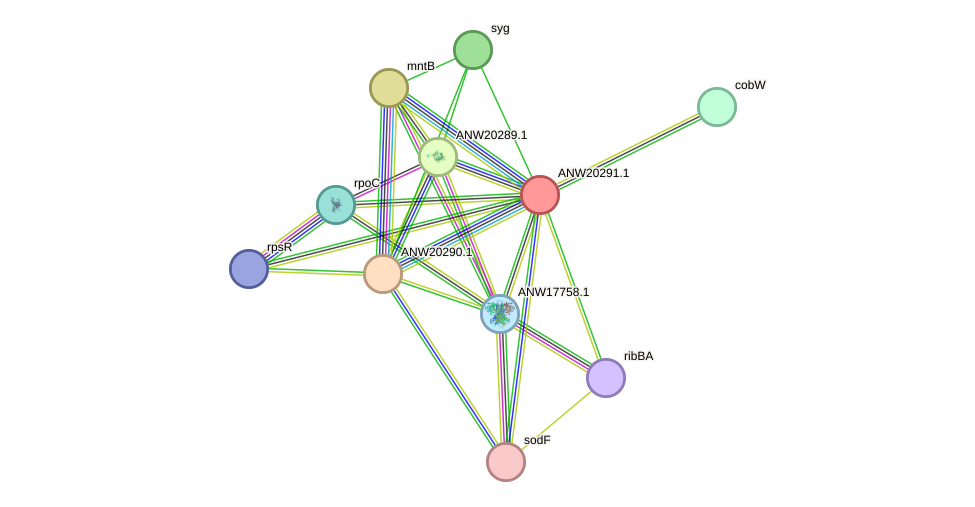 STRING protein interaction network