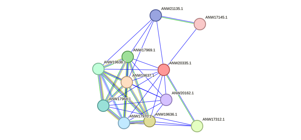 STRING protein interaction network