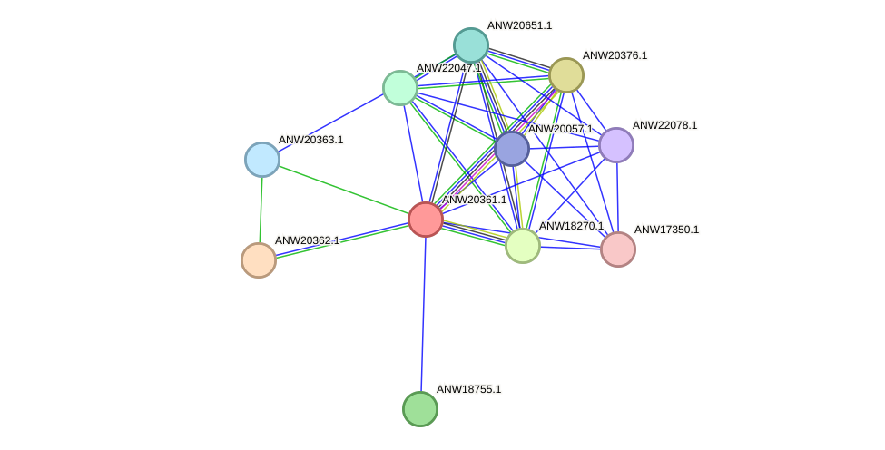 STRING protein interaction network