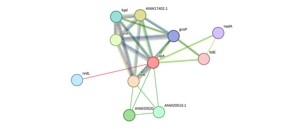 STRING protein interaction network