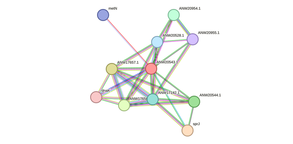 STRING protein interaction network