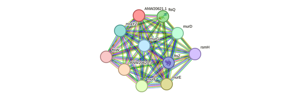 STRING protein interaction network