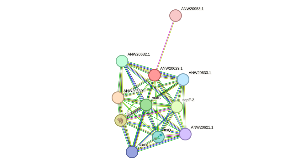 STRING protein interaction network