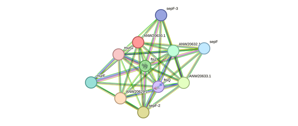 STRING protein interaction network
