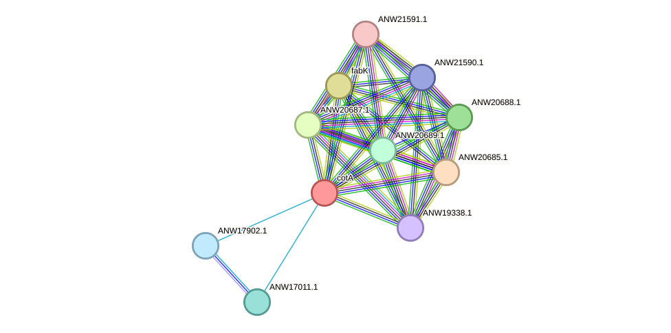 STRING protein interaction network