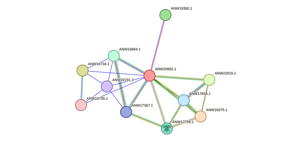 STRING protein interaction network