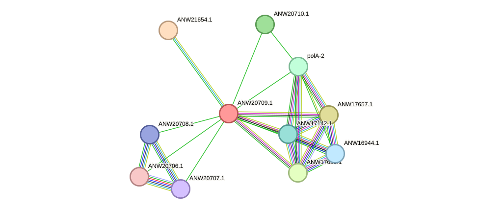 STRING protein interaction network