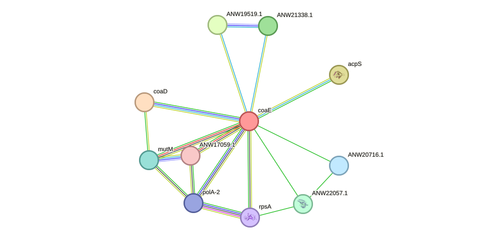 STRING protein interaction network