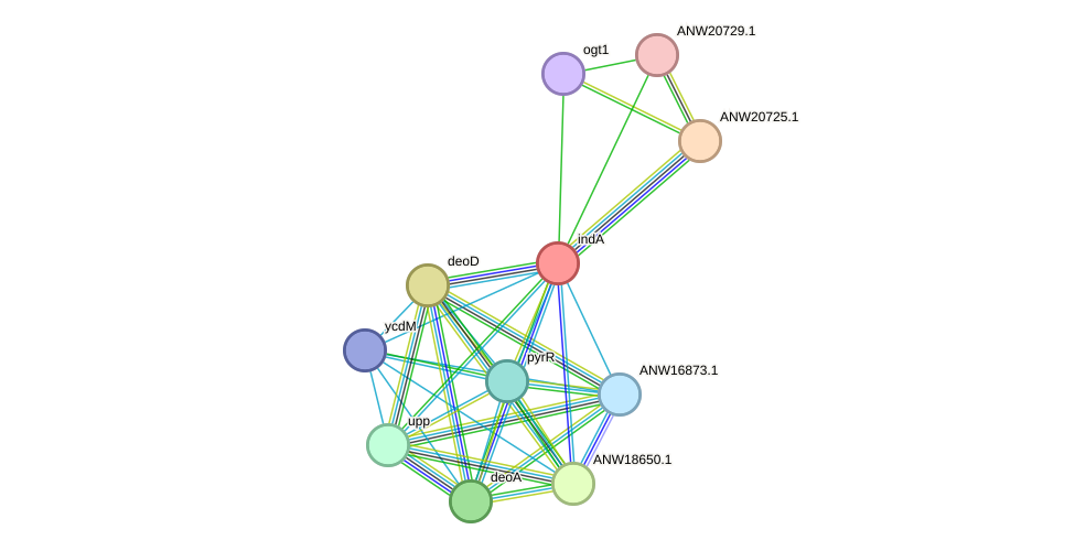 STRING protein interaction network