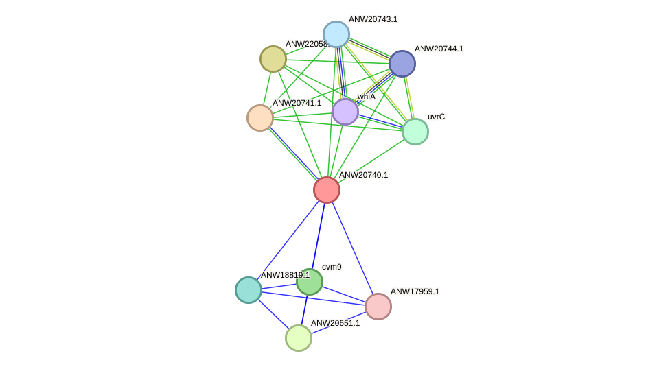 STRING protein interaction network